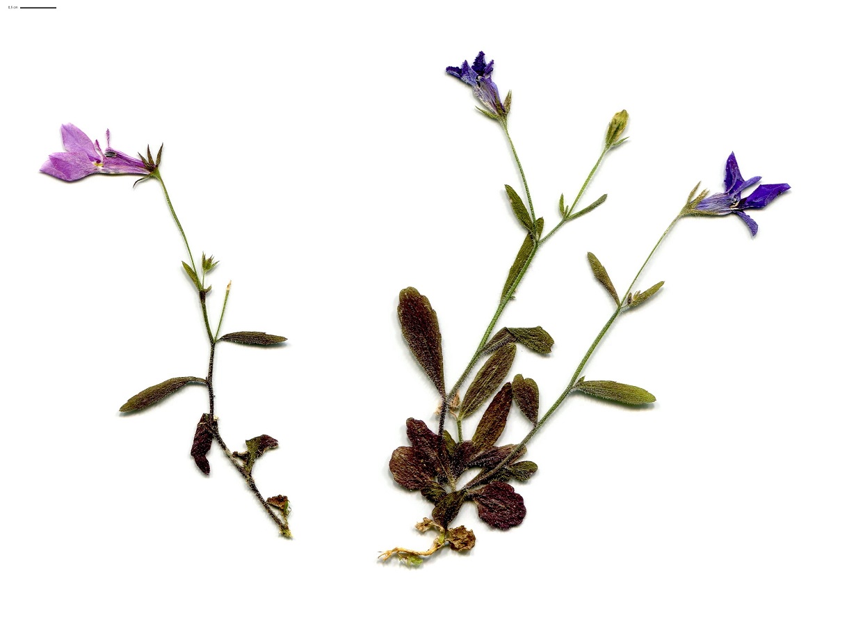 Lobelia erinus (Campanulaceae)